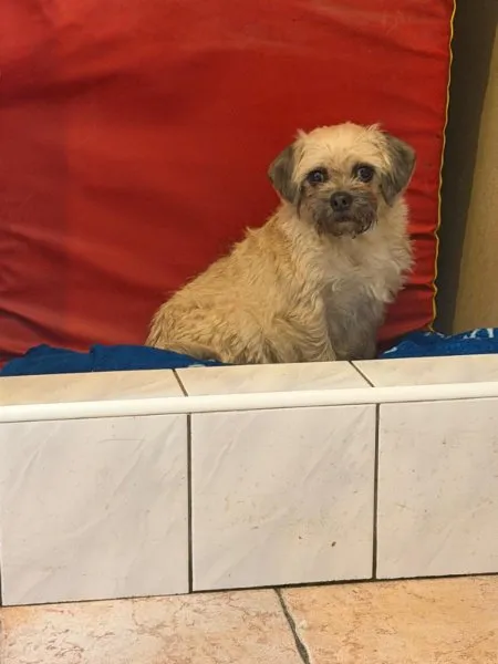 Pies do adopcji, Milanówek, 15 lutego 2026 (5/5)