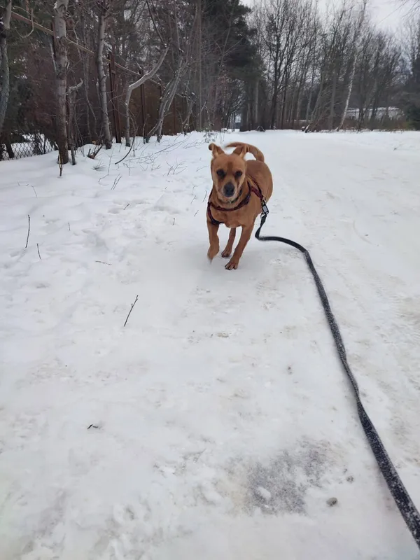 Pies do adopcji, Milanówek, 26 stycznia 2026 (3/4)