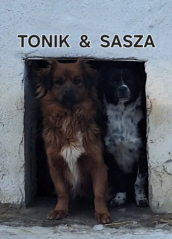 Pies do adopcji, Milanówek, 26 stycznia 2026 (1/3)