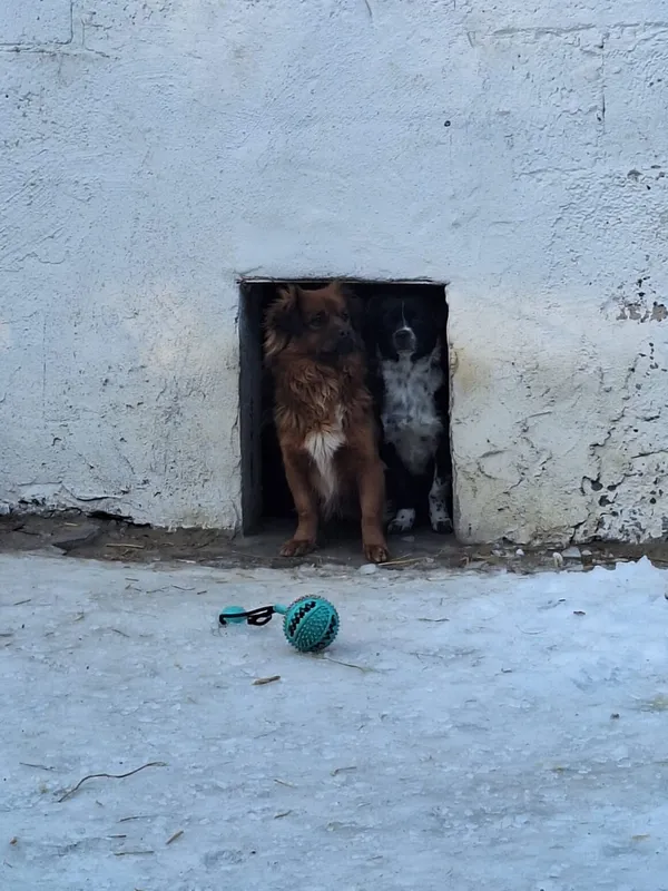 Pies do adopcji, Milanówek, 26 stycznia 2026 (2/3)