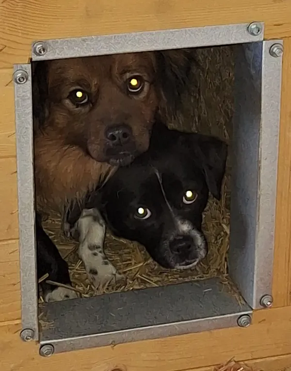 Pies do adopcji, Milanówek, 26 stycznia 2026 (3/3)