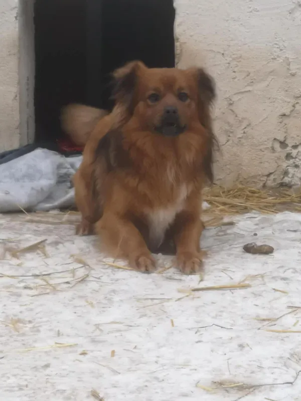 Pies do adopcji, Milanówek, 10 lutego 2026 (2/5)