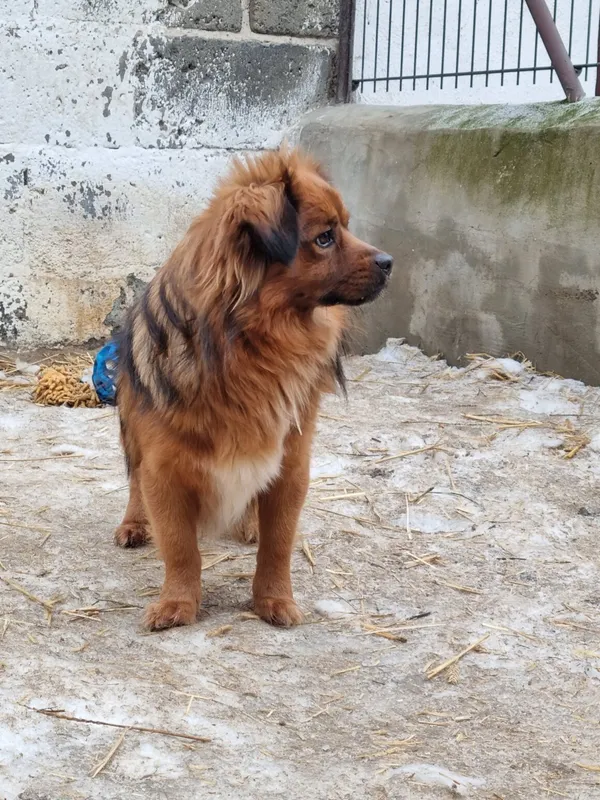 Pies do adopcji, Milanówek, 15 lutego 2026 (4/5)