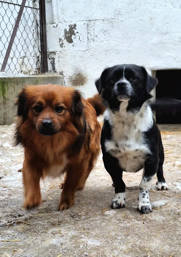 Pies do adopcji, Milanówek, 15 lutego 2026 (5/5)