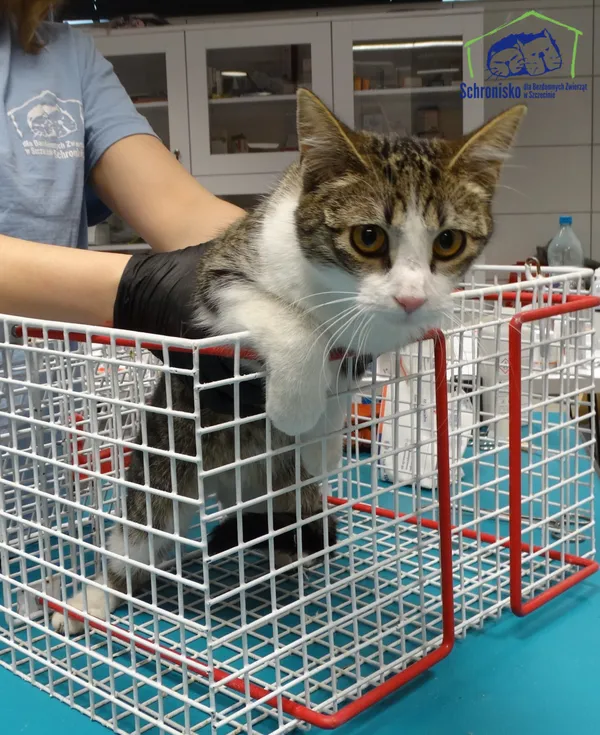 Znaleziono kota, Szczecin, 26 stycznia 2026