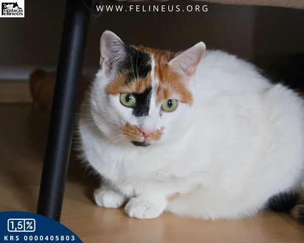 Kot do adopcji, Rzeszów, 27 stycznia 2026 (2/5)