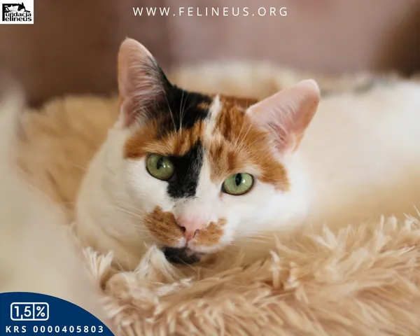 Kot do adopcji, Rzeszów, 27 stycznia 2026 (3/5)