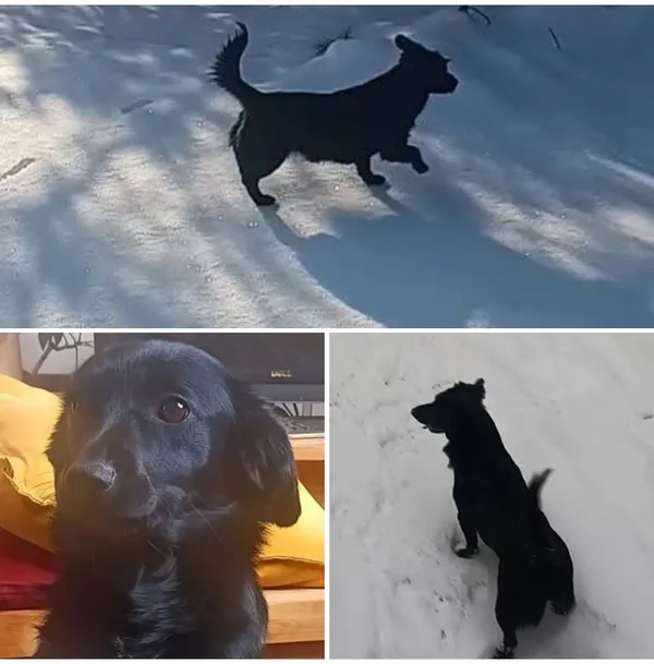 Zaginął pies, Sól, 27 stycznia 2026 (2/3)