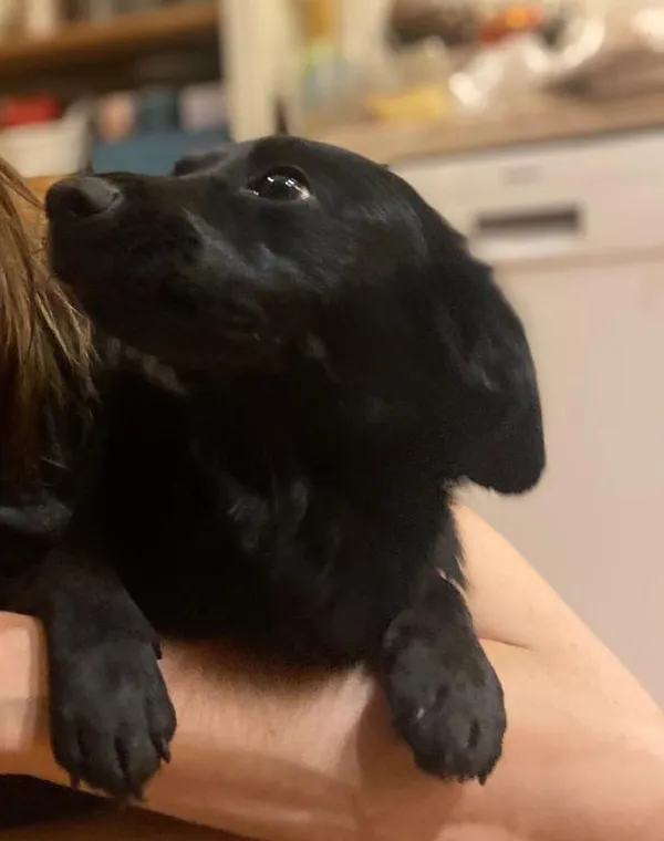 Zaginął pies, Sól, 27 stycznia 2026 (3/3)