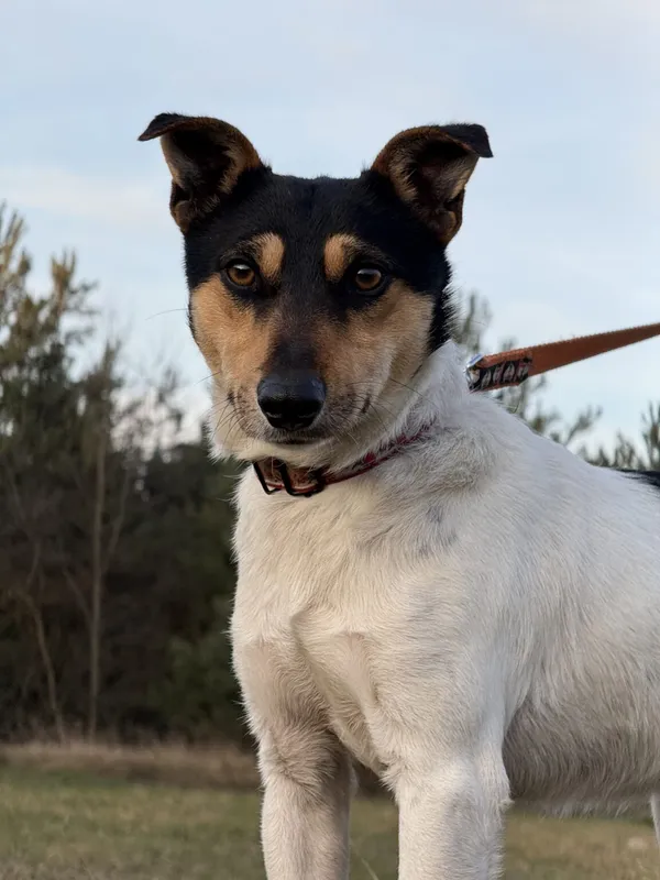 Pies do adopcji, Pieczyska, 26 stycznia 2026 (3/5)