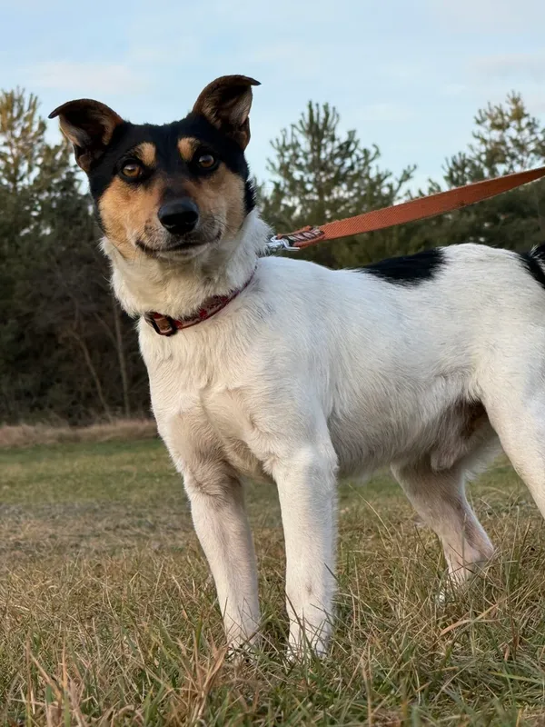 Pies do adopcji, Pieczyska, 26 stycznia 2026 (4/5)