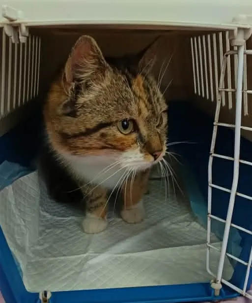 Znaleziono kota, Olsztyn, 26 stycznia 2026 (3/3)