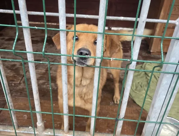 Pies do adopcji, Gorzów Wielkopolski, 22 stycznia 2026