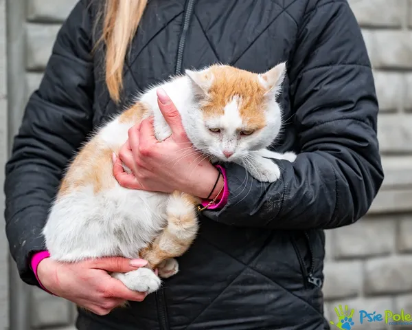 Kot do adopcji, Racławice, 22 stycznia 2026 (1/5)