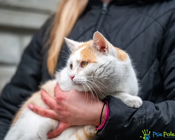 Kot do adopcji, Racławice, 22 stycznia 2026 (3/5)