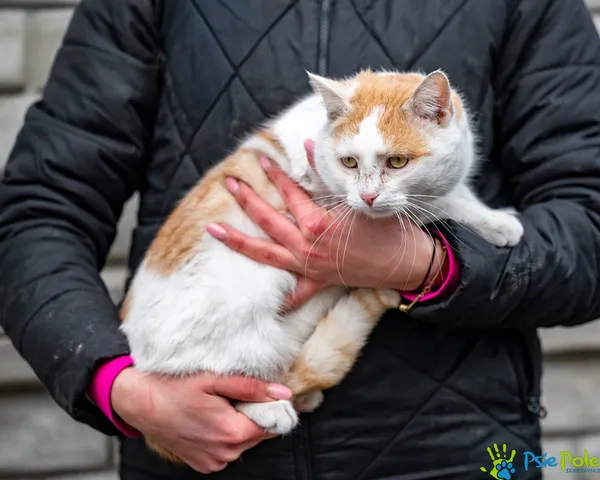 Kot do adopcji, Racławice, 22 stycznia 2026 (4/5)