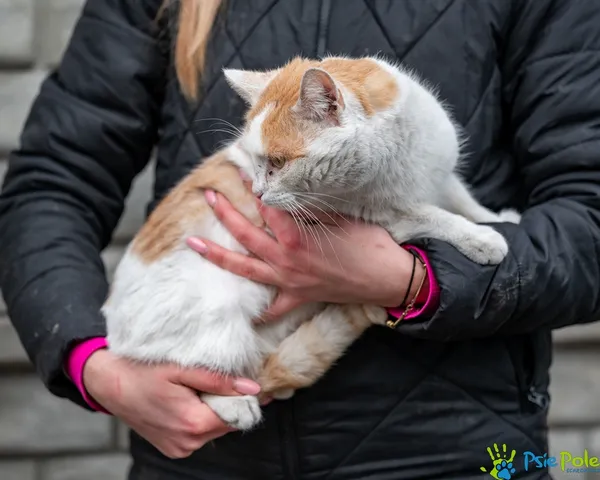 Kot do adopcji, Racławice, 22 stycznia 2026 (5/5)