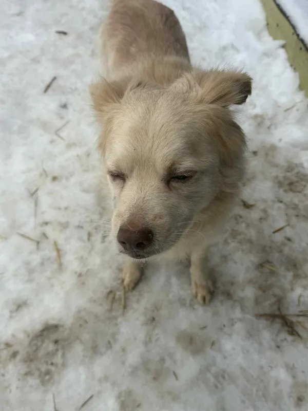 Pies do adopcji, Orzechowce, 26 stycznia 2026 (2/5)