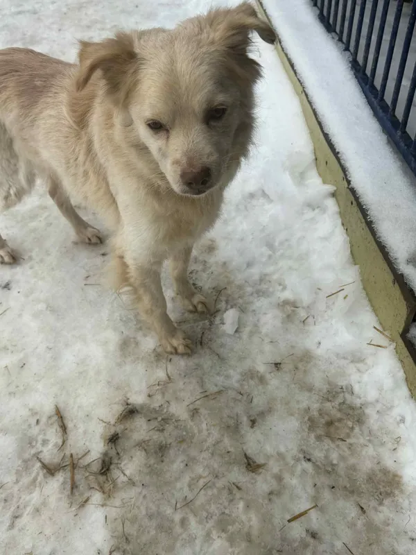 Pies do adopcji, Orzechowce, 26 stycznia 2026 (5/5)