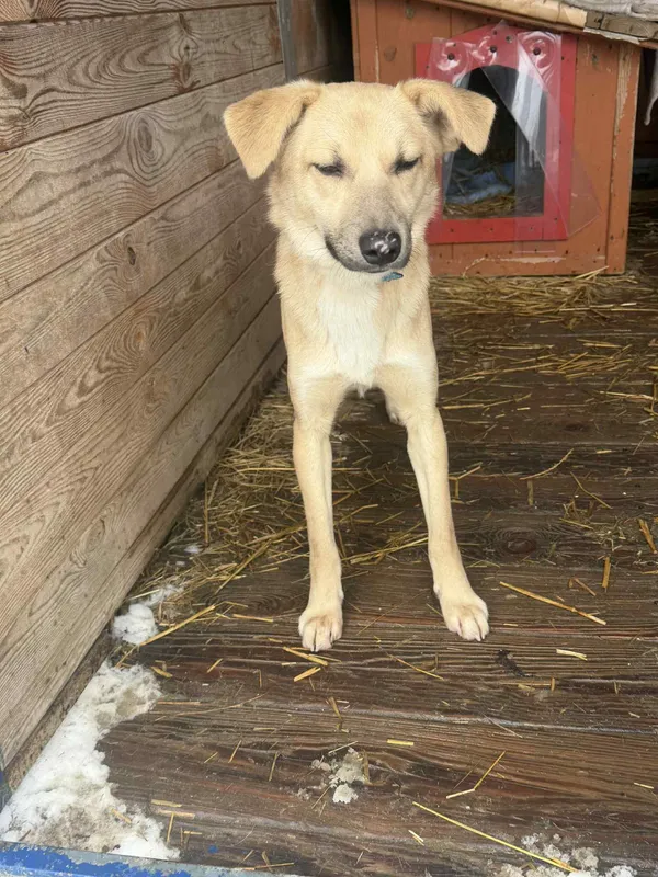 Pies do adopcji, Orzechowce, 26 stycznia 2026 (1/5)