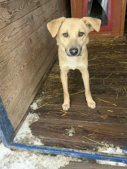 Pies do adopcji, Orzechowce, 26 stycznia 2026 (2/5)