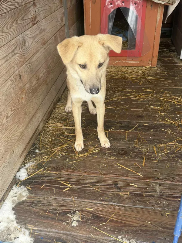 Pies do adopcji, Orzechowce, 26 stycznia 2026 (3/5)