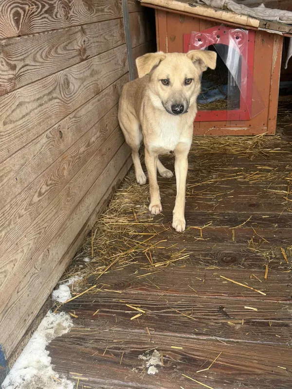 Pies do adopcji, Orzechowce, 26 stycznia 2026 (4/5)