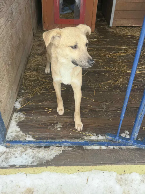 Pies do adopcji, Orzechowce, 26 stycznia 2026 (5/5)