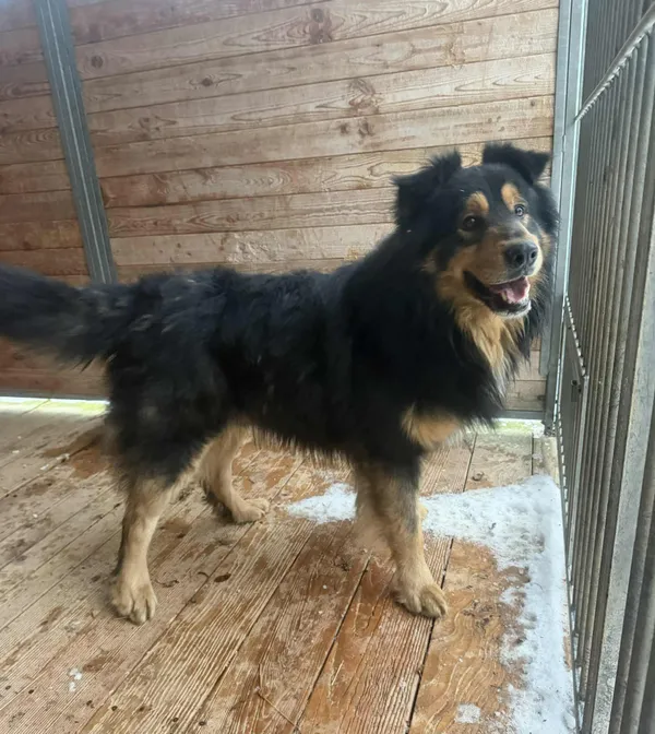 Pies do adopcji, Orzechowce, 23 stycznia 2026 (3/4)