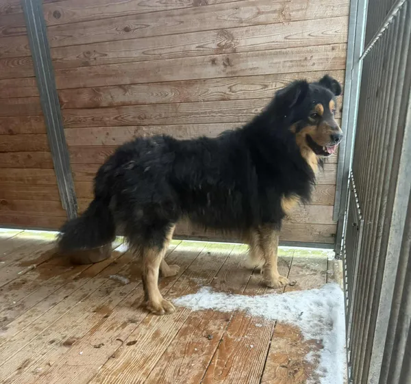 Pies do adopcji, Orzechowce, 23 stycznia 2026 (4/4)