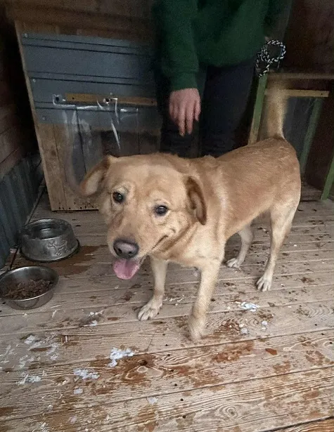 Pies do adopcji, Orzechowce, 23 stycznia 2026