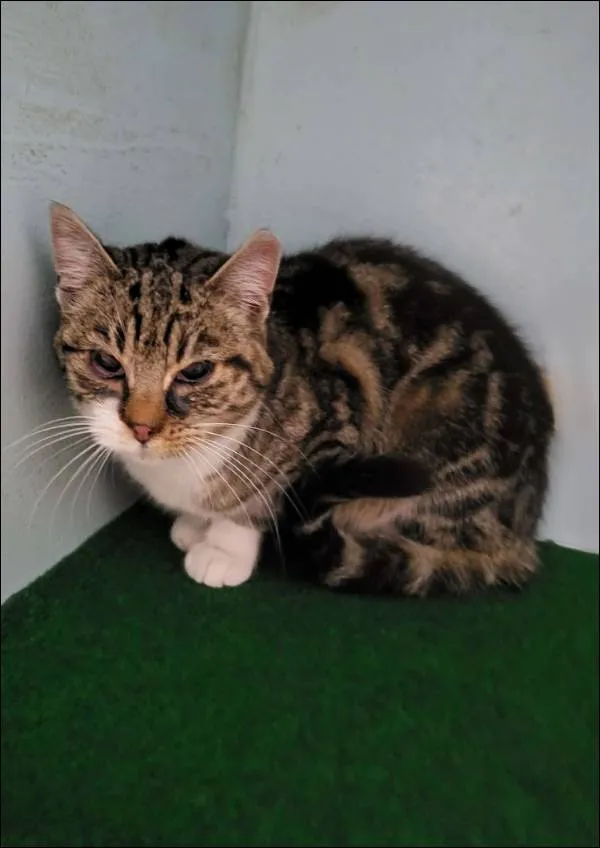 Znaleziono kota, Grudziądz, 27 stycznia 2026