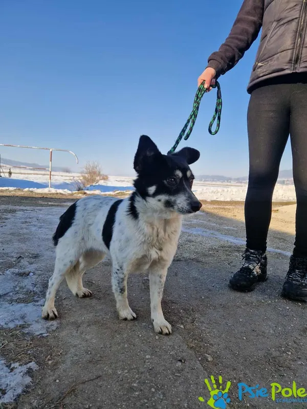 Pies do adopcji, Racławice, 20 stycznia 2026
