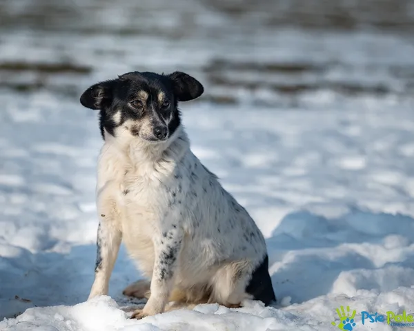 Pies do adopcji, Racławice, 20 stycznia 2026 (1/5)