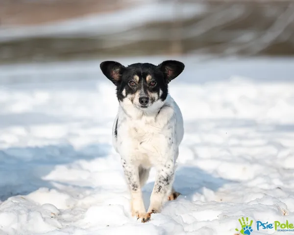 Pies do adopcji, Racławice, 20 stycznia 2026 (3/5)