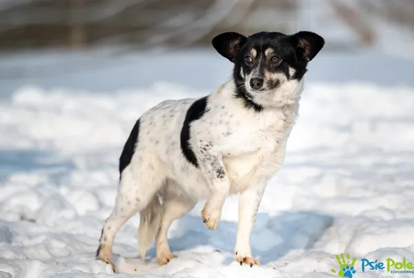 Pies do adopcji, Racławice, 20 stycznia 2026 (4/5)
