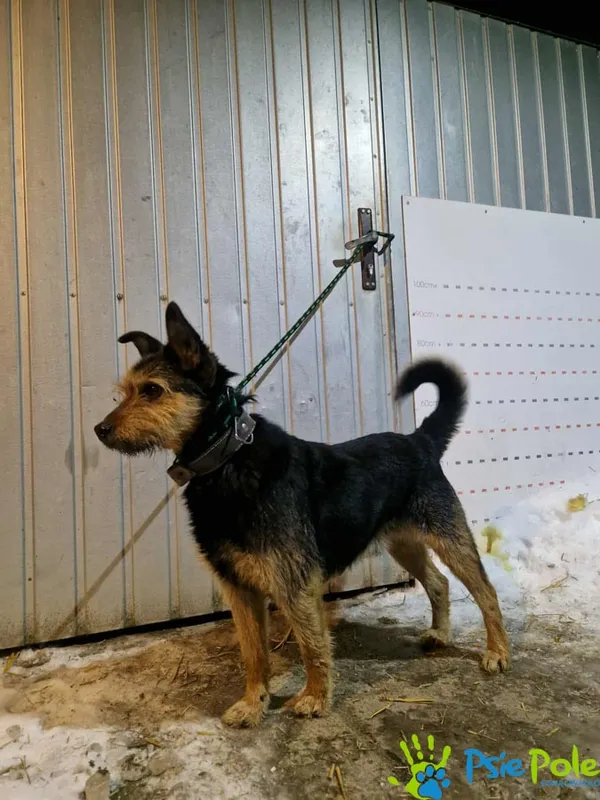 Pies do adopcji, Racławice, 20 stycznia 2026 (2/2)