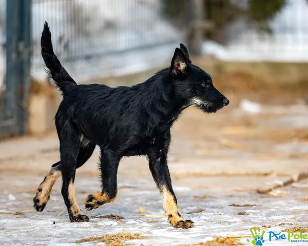 Pies do adopcji, Racławice, 21 stycznia 2026 (2/5)