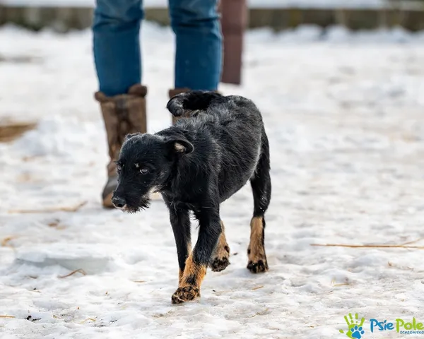 Pies do adopcji, Racławice, 21 stycznia 2026 (3/5)