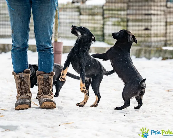 Pies do adopcji, Racławice, 21 stycznia 2026 (5/5)