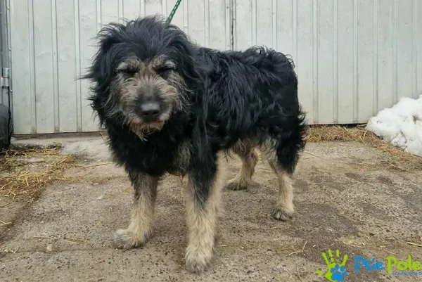 Pies do adopcji, Racławice, 23 stycznia 2026 (2/3)