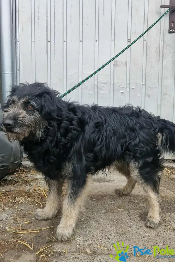 Pies do adopcji, Racławice, 23 stycznia 2026 (3/3)