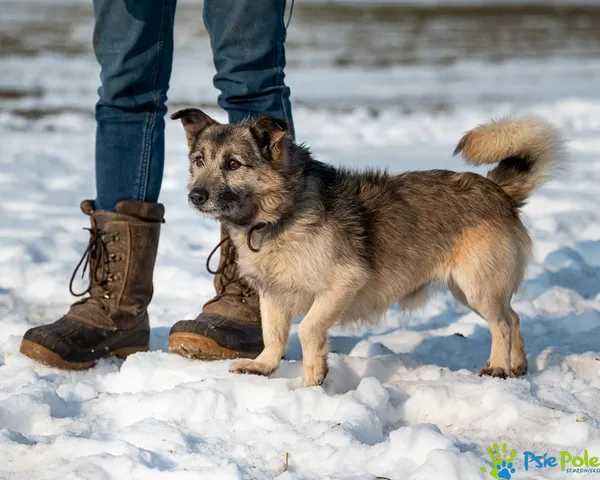 Pies do adopcji, Racławice, 23 stycznia 2026 (3/5)