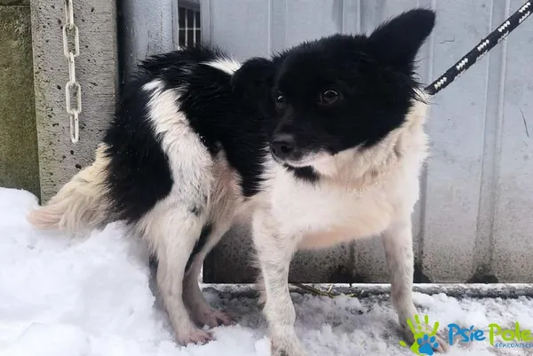 Pies do adopcji, Racławice, 25 stycznia 2026 (1/2)