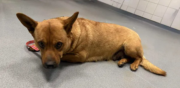 Znaleziono psa, Lublin, 26 stycznia 2026