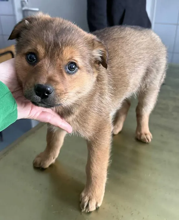 Znaleziono psa, Lublin, 26 stycznia 2026