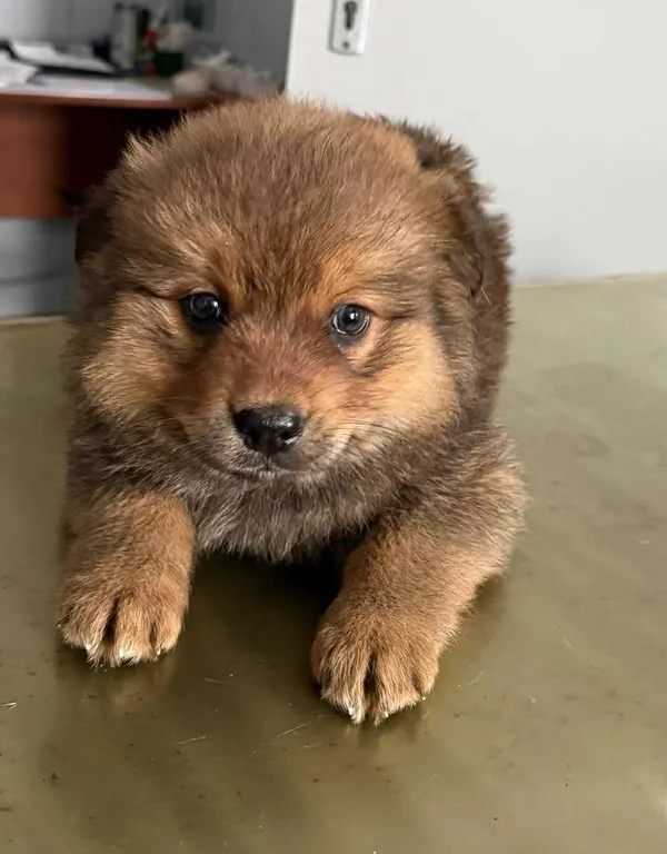 Znaleziono psa, Lublin, 26 stycznia 2026