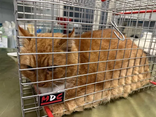 Znaleziono kota, Lublin, 26 stycznia 2026