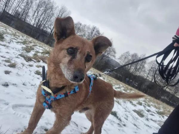 Pies do adopcji, Żywiec, 27 stycznia 2026 (1/5)