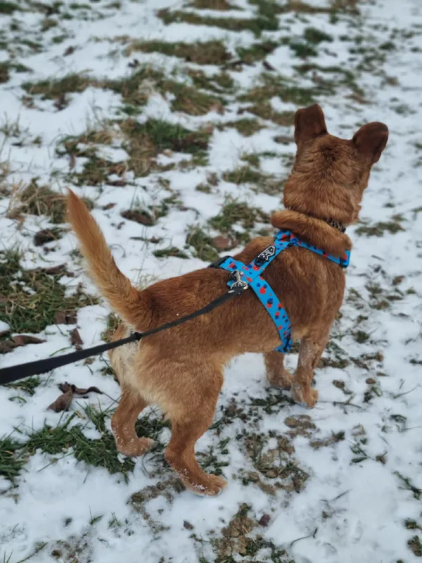 Pies do adopcji, Żywiec, 27 stycznia 2026 (2/5)